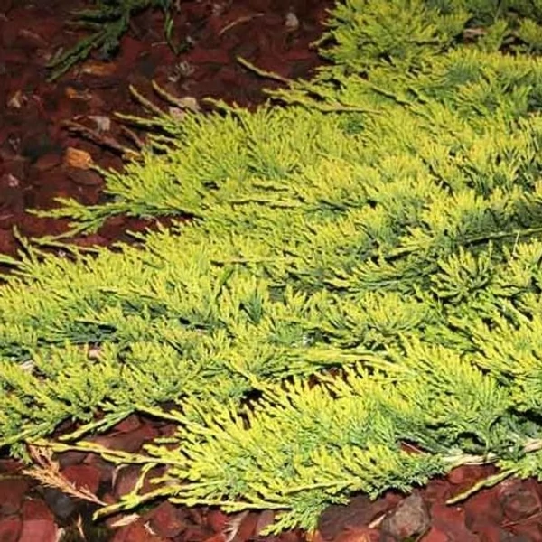 Juniperus horizontalis 'Golden Carpet' – Arany henyeboróka