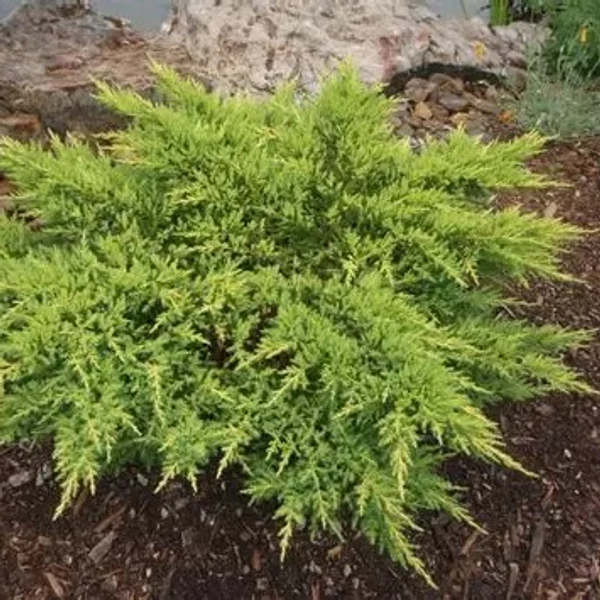 Juniperus x media (syn.: Juniperus x pfitzeriana) 'Aurea' – Arany terülő boróka