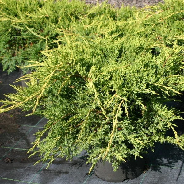 Juniperus x media (syn.: Juniperus x pfitzeriana) 'Aurea' – Arany terülő boróka