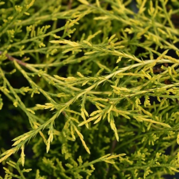 Juniperus x media (syn.: Juniperus x pfitzeriana) 'Aurea' – Arany terülő boróka