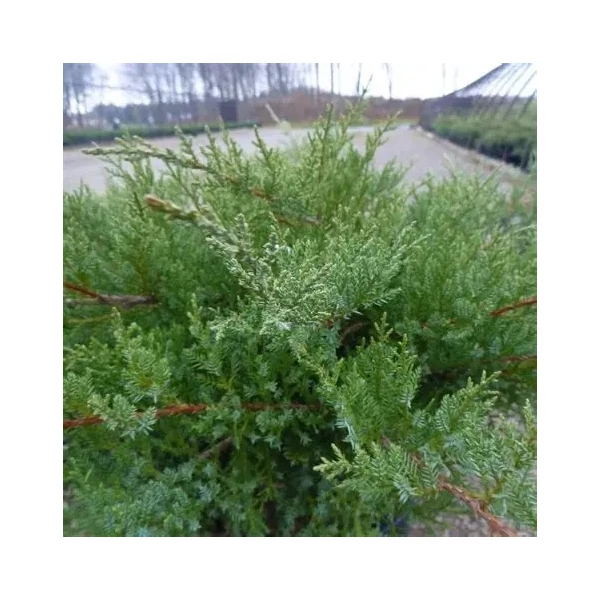 Juniperus x media (syn.: Juniperus x pfitzeriana) 'Compacta' – Terülő boróka