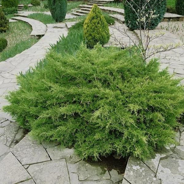 Juniperus x media (syn.: Juniperus x pfitzeriana) 'Compacta' – Terülő boróka