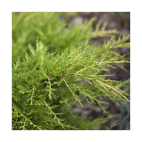 Juniperus x media (syn.: Juniperus x pfitzeriana) 'Compacta' – Terülő boróka