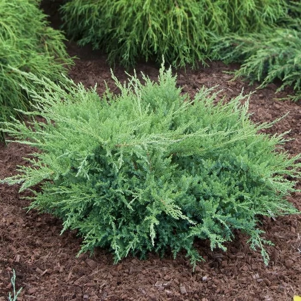 Juniperus x media (syn.: Juniperus x pfitzeriana) 'Compacta' – Terülő boróka