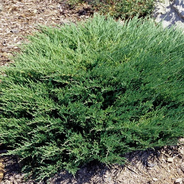 Juniperus horizontalis 'Andorra Compacta' - Terülő henyeboróka
