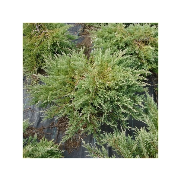 Juniperus horizontalis 'Andorra Compacta' - Terülő henyeboróka