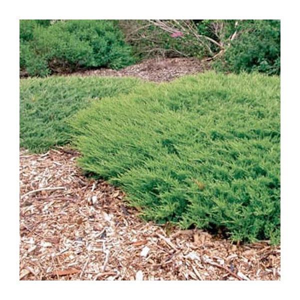 Juniperus horizontalis 'Andorra Compacta' - Terülő henyeboróka