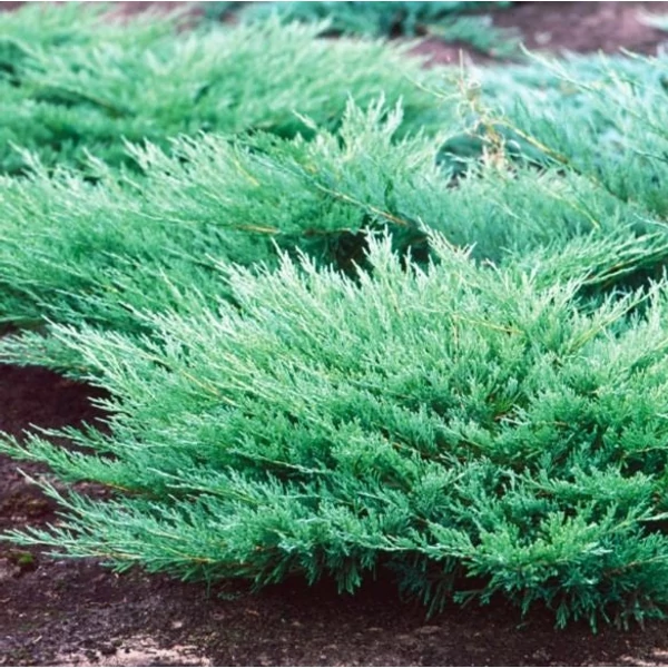 Juniperus horizontalis 'Andorra Compacta' - Terülő henyeboróka