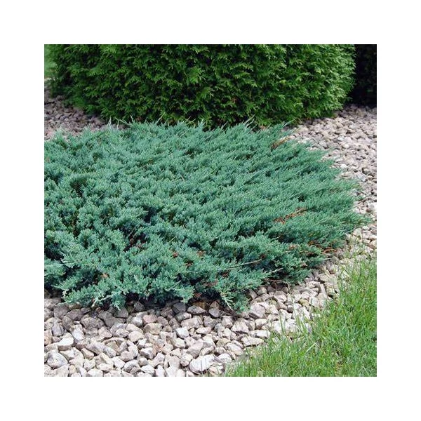 Juniperus horizontalis 'Blue Chip' - Terülő henyeboróka