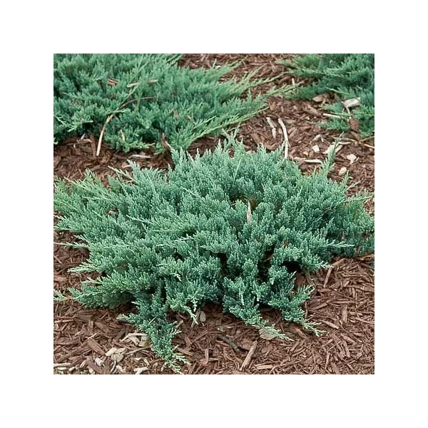 Juniperus horizontalis 'Blue Chip' - Terülő henyeboróka