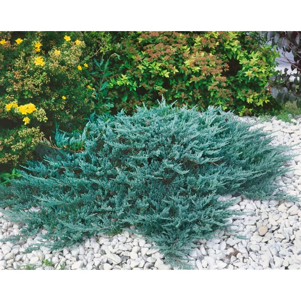 Juniperus horizontalis 'Blue Chip' - Terülő henyeboróka