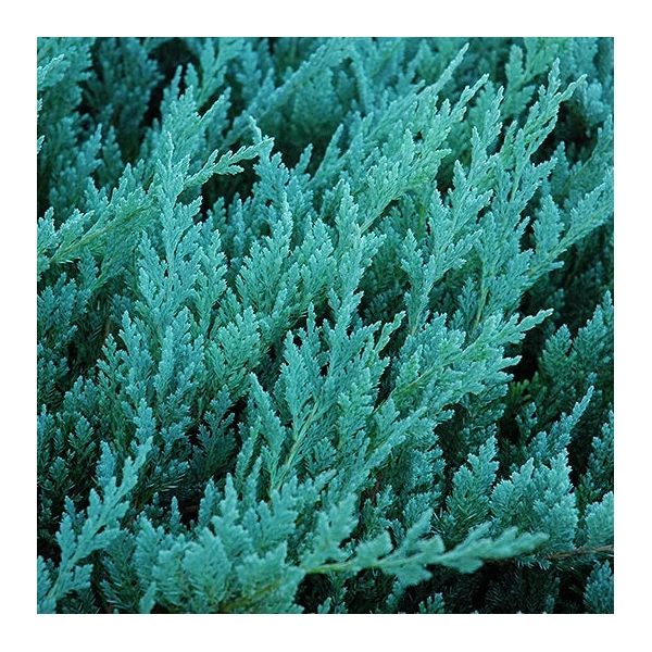 Juniperus horizontalis 'Blue Chip' - Terülő henyeboróka