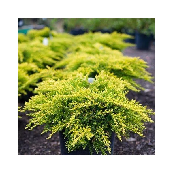 Juniperus media 'Gold Coast' - Arany, terülő boróka