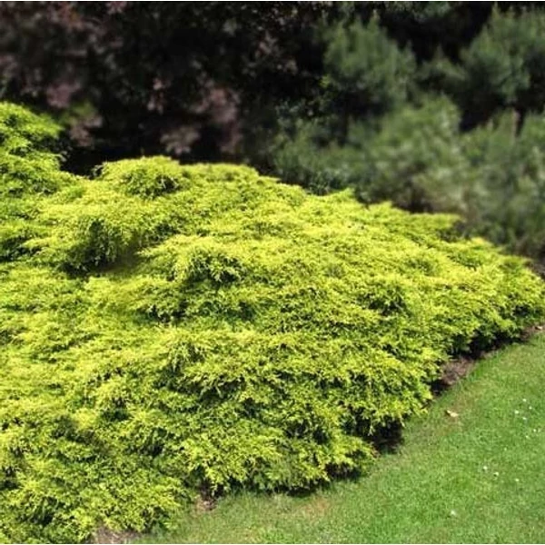 Juniperus media 'Gold Coast' - Arany, terülő boróka
