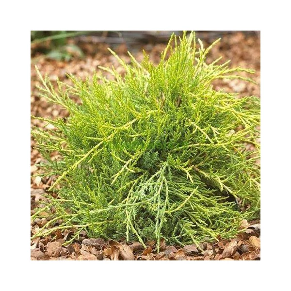 Juniperus media 'Gold Coast' - Arany, terülő boróka