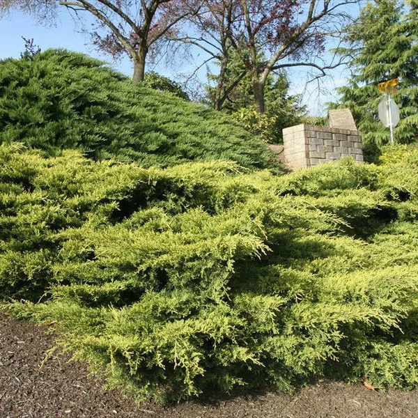 Juniperus media 'Gold Coast' - Arany, terülő boróka
