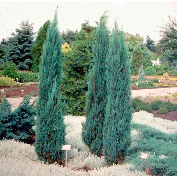 Juniperus scopulorum 'Blue Arrow' - Oregoni boróka
