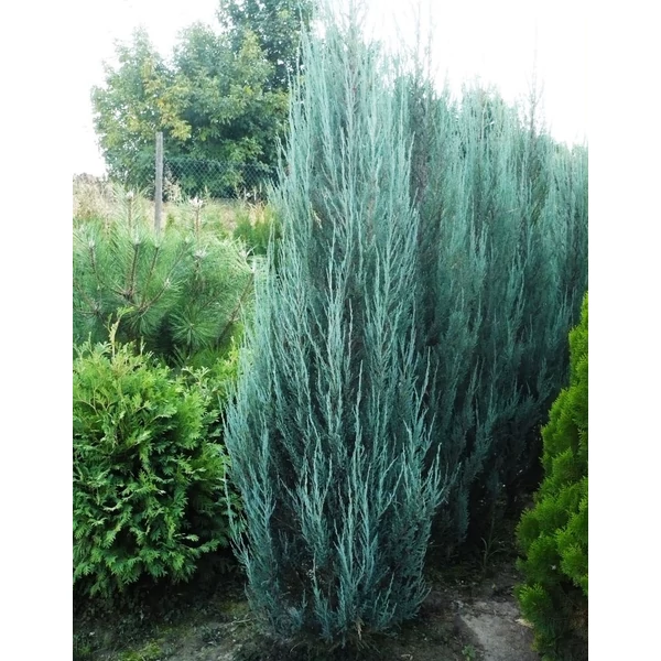 Juniperus scopulorum 'Blue Arrow' - Oregoni boróka