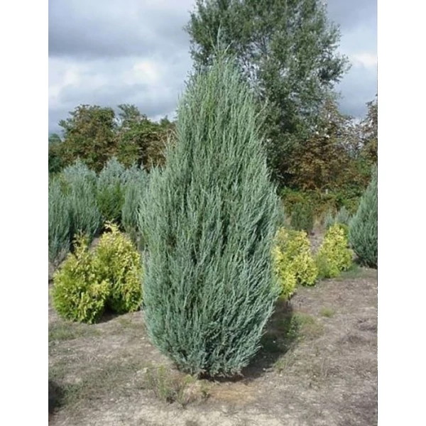 Juniperus scopulorum 'Blue Arrow' - Oregoni boróka