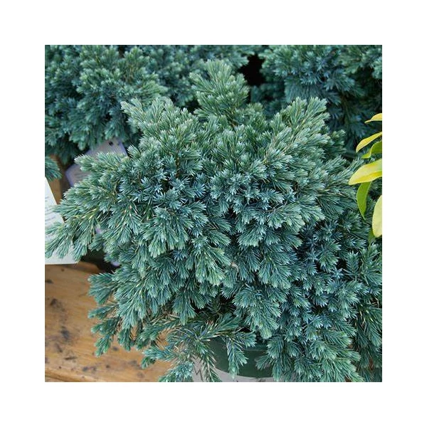 Juniperus sqamata 'Blue Star' - Nepáli boróka, himalájai törpeboróka