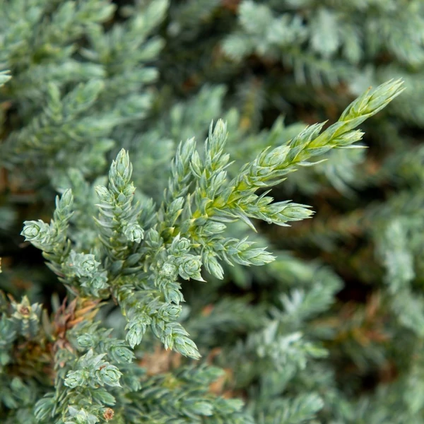 Juniperus sqamata 'Blue Star' - Nepáli boróka, himalájai törpeboróka