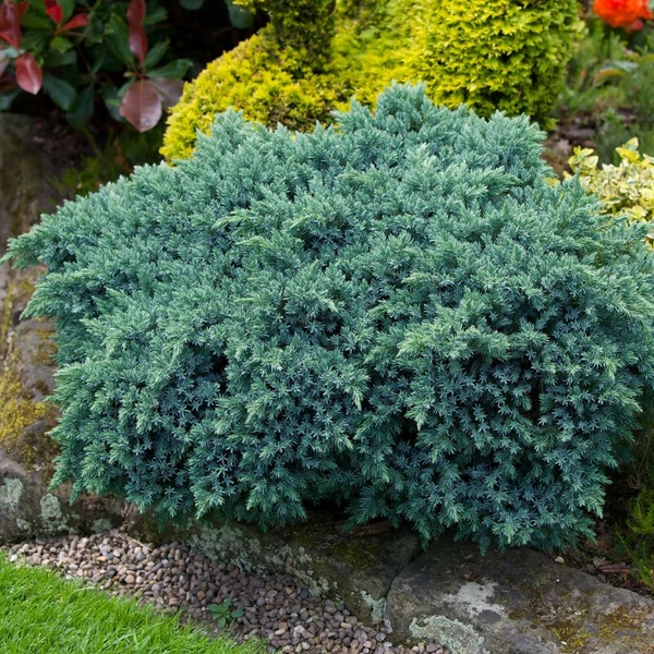 Juniperus sqamata 'Blue Star' - Nepáli boróka, himalájai törpeboróka