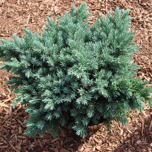Juniperus sqamata 'Blue Star' - Nepáli boróka, himalájai törpeboróka