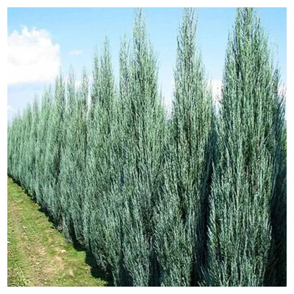 Juniperus virginiana 'Skyrocket' - Boróka