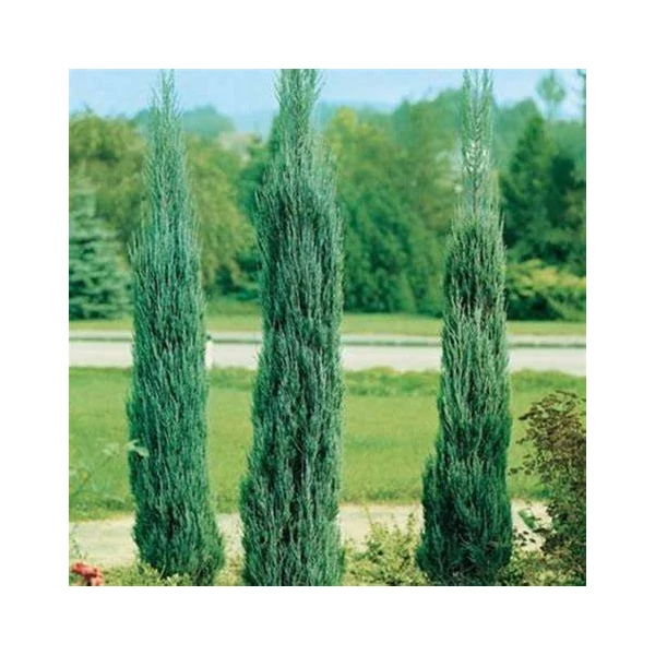 Juniperus virginiana 'Skyrocket' - Boróka