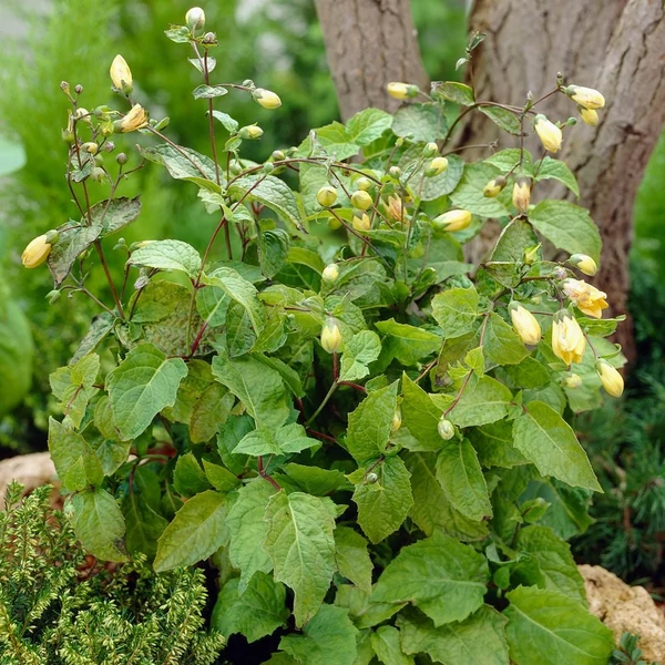 Kirengeshoma palmata – Juharcsengő