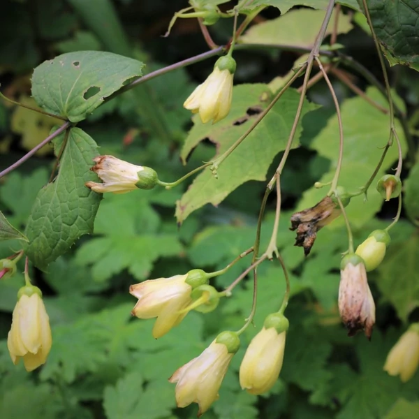Kirengeshoma palmata – Juharcsengő