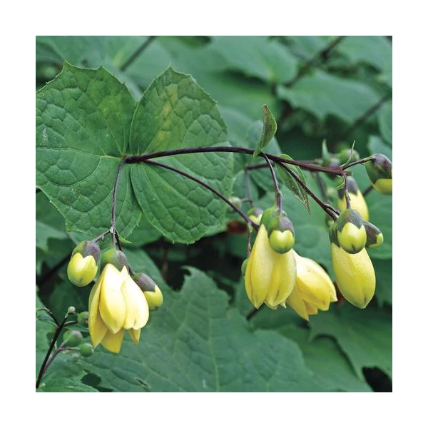 Kirengeshoma palmata – Juharcsengő