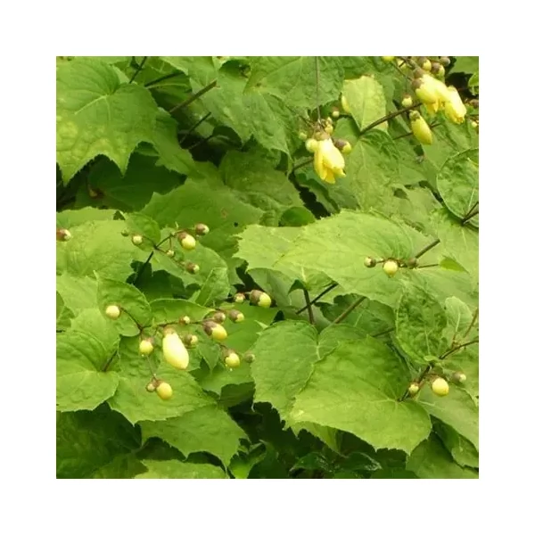 Kirengeshoma palmata – Juharcsengő