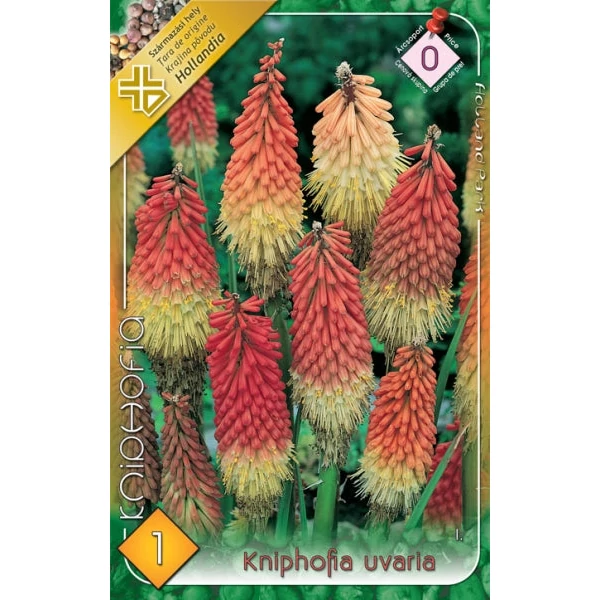Kniphofia uvaria - Fáklyaliliom