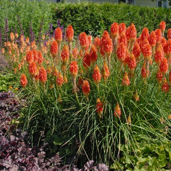Kniphofia uvaria - Fáklyaliliom