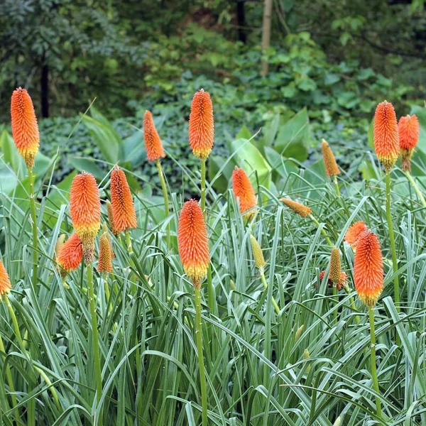 Kniphofia uvaria - Fáklyaliliom