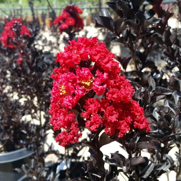 Lagerstroemia 'BLACK DIAMOND Best Red' - Kínai selyemmirtusz