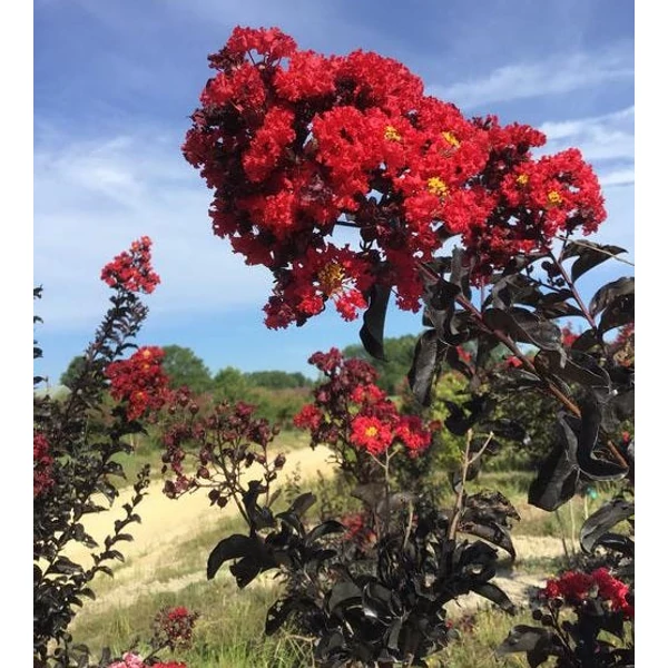 Lagerstroemia 'BLACK DIAMOND Best Red' - Kínai selyemmirtusz