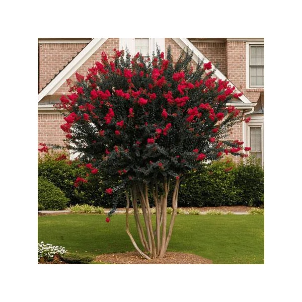 Lagerstroemia 'BLACK DIAMOND Best Red' - Kínai selyemmirtusz