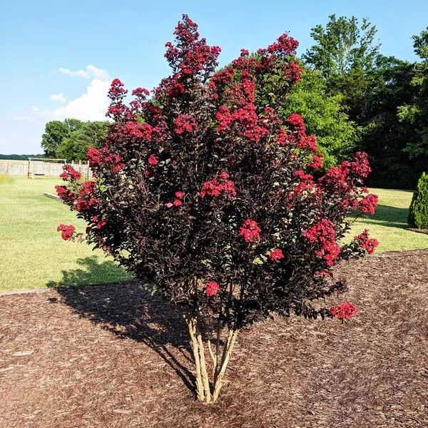 Lagerstroemia 'BLACK DIAMOND Best Red' - Kínai selyemmirtusz