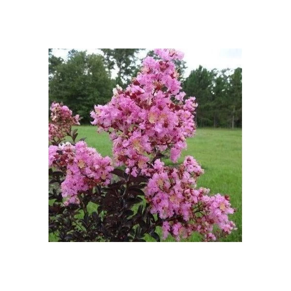 Lagerstroemia BLACK DIAMONDS 'Shell Pink®' - Kínai selyemmirtusz