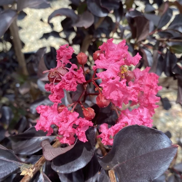 Lagerstroemia BLACK DIAMONDS 'Shell Pink®' - Kínai selyemmirtusz