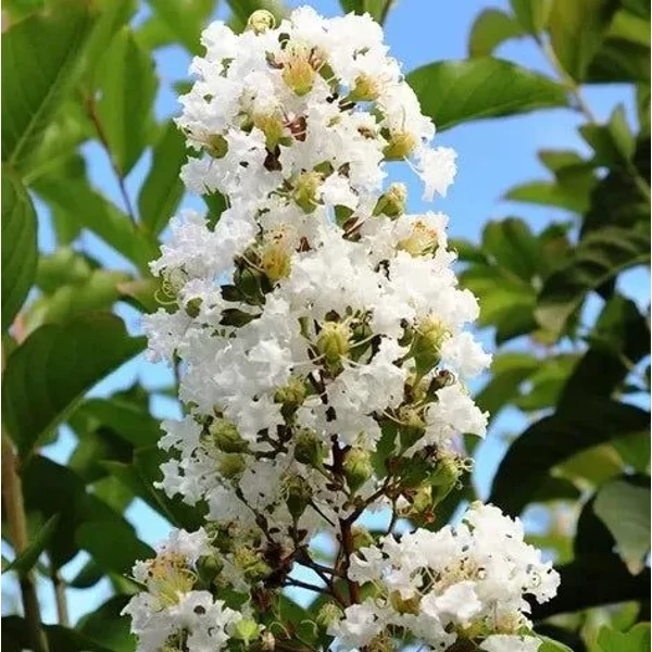 Lagerstroemia hybrida 'Natchez' - Kínai selyemmirtusz