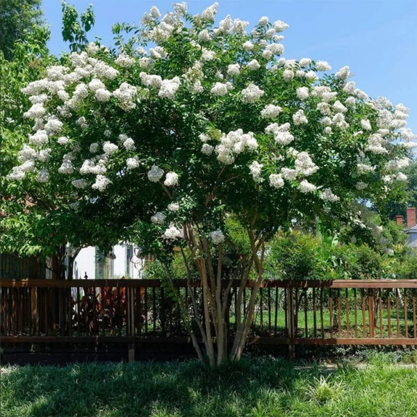 Lagerstroemia hybrida 'Natchez' - Kínai selyemmirtusz