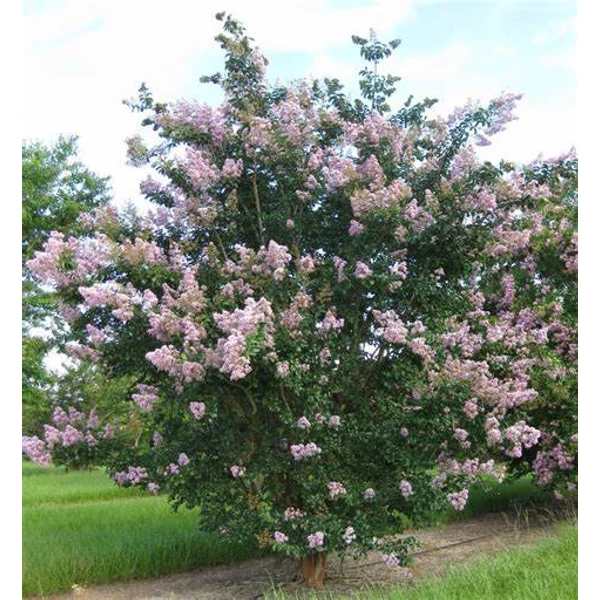 Lagerstroemia indica 'Apalachee' - Kínai selyemmirtusz