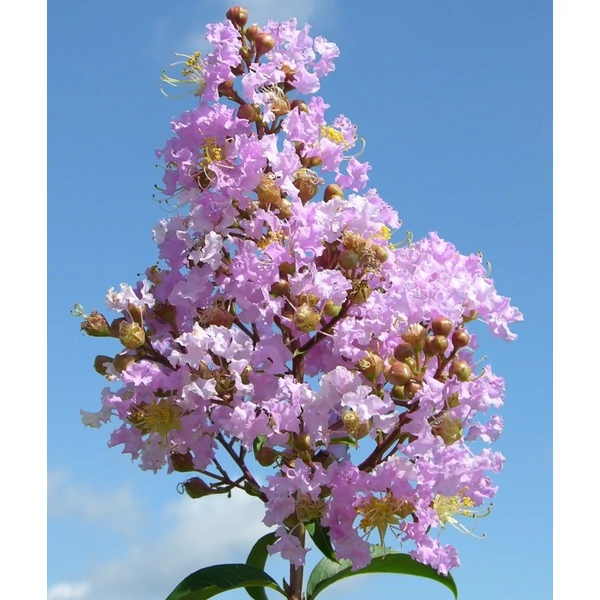Lagerstroemia indica 'Apalachee' - Kínai selyemmirtusz