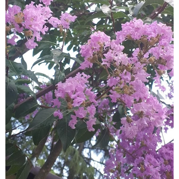 Lagerstroemia indica 'Apalachee' - Kínai selyemmirtusz
