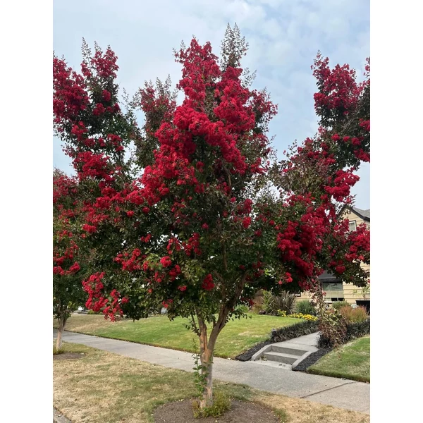 Lagerstroemia indica 'Dynamite' - Kínai selyemmirtusz