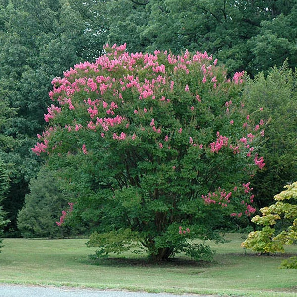 Lagerstroemia indica 'Hopi' - Kínai selyemmirtusz