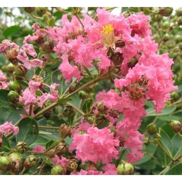 Lagerstroemia indica 'Hopi' - Kínai selyemmirtusz